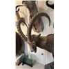 Image 2 : FULL BODY TAXIDERMY IBEX