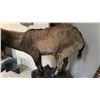 Image 3 : FULL BODY TAXIDERMY IBEX