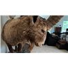 Image 4 : FULL BODY TAXIDERMY IBEX