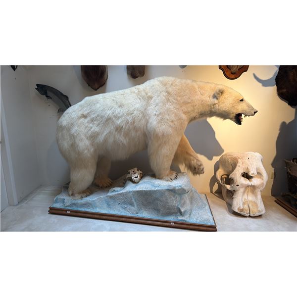 FULL BODY TAXIDERMY POLAR BEAR WITH POLAR BEAR SKULL WITH PAPERWORK