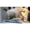 Image 1 : FULL BODY TAXIDERMY POLAR BEAR WITH POLAR BEAR SKULL WITH PAPERWORK