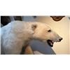 Image 2 : FULL BODY TAXIDERMY POLAR BEAR WITH POLAR BEAR SKULL WITH PAPERWORK