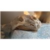 Image 3 : FULL BODY TAXIDERMY POLAR BEAR WITH POLAR BEAR SKULL WITH PAPERWORK