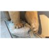 Image 5 : FULL BODY TAXIDERMY POLAR BEAR WITH POLAR BEAR SKULL WITH PAPERWORK