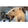Image 6 : FULL BODY TAXIDERMY POLAR BEAR WITH POLAR BEAR SKULL WITH PAPERWORK