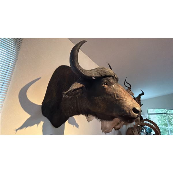 AFRICAN CAPE BUFFALO HEAD MOUNT