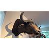 Image 1 : AFRICAN CAPE BUFFALO HEAD MOUNT