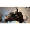 Image 2 : AFRICAN CAPE BUFFALO HEAD MOUNT