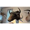 Image 3 : AFRICAN CAPE BUFFALO HEAD MOUNT