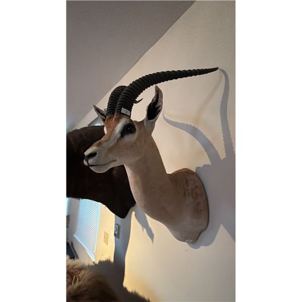 AFRICAN GRANT'S GAZELLE HEAD MOUNT