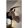 Image 1 : AFRICAN GRANT'S GAZELLE HEAD MOUNT