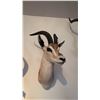 Image 2 : AFRICAN GRANT'S GAZELLE HEAD MOUNT