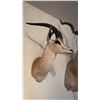 Image 3 : AFRICAN GRANT'S GAZELLE HEAD MOUNT