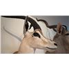 Image 4 : AFRICAN GRANT'S GAZELLE HEAD MOUNT