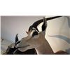 Image 5 : AFRICAN GRANT'S GAZELLE HEAD MOUNT