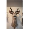 Image 1 : GREATER KUDU SHOULDER MOUNT