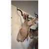 Image 2 : GREATER KUDU SHOULDER MOUNT