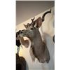 Image 3 : GREATER KUDU SHOULDER MOUNT
