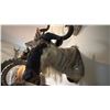 Image 1 : AFRICAN BLUE WILDEBEEST HEAD MOUNT