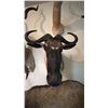 Image 2 : AFRICAN BLUE WILDEBEEST HEAD MOUNT