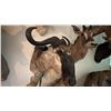 Image 3 : AFRICAN BLUE WILDEBEEST HEAD MOUNT