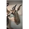 Image 1 : AFRICAN RED HARTEBEEST TAXIDERMY SHOULDER MOUNT