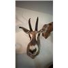 Image 2 : AFRICAN RED HARTEBEEST TAXIDERMY SHOULDER MOUNT