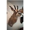 Image 3 : AFRICAN RED HARTEBEEST TAXIDERMY SHOULDER MOUNT