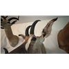 Image 4 : AFRICAN RED HARTEBEEST TAXIDERMY SHOULDER MOUNT