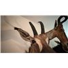 Image 5 : AFRICAN RED HARTEBEEST TAXIDERMY SHOULDER MOUNT