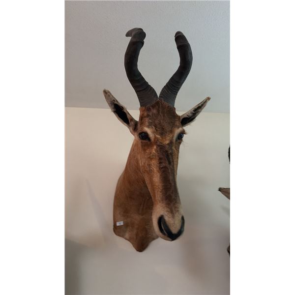 AFRICAN RED HARTEBEEST