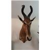 Image 1 : AFRICAN RED HARTEBEEST