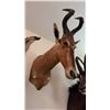Image 2 : AFRICAN RED HARTEBEEST