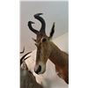 Image 3 : AFRICAN RED HARTEBEEST