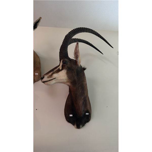 AFRICAN SABLE ANTELOPE SHOULDER MOUNT