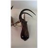Image 1 : AFRICAN SABLE ANTELOPE SHOULDER MOUNT