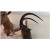Image 2 : AFRICAN SABLE ANTELOPE SHOULDER MOUNT