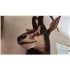 Image 3 : AFRICAN SABLE ANTELOPE SHOULDER MOUNT