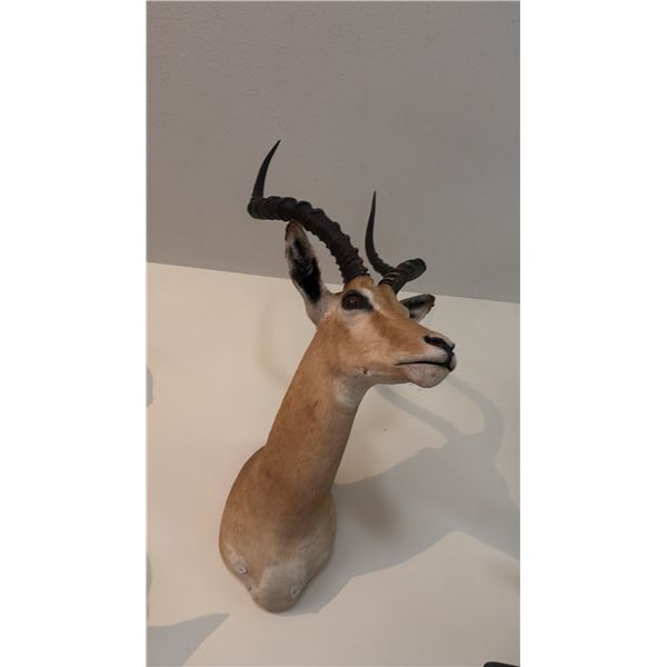 AFRICAN SHOULDER MOUNT OF A IMPALA