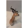 Image 1 : AFRICAN SHOULDER MOUNT OF A IMPALA