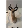 Image 2 : AFRICAN SHOULDER MOUNT OF A IMPALA