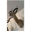 Image 3 : AFRICAN SHOULDER MOUNT OF A IMPALA