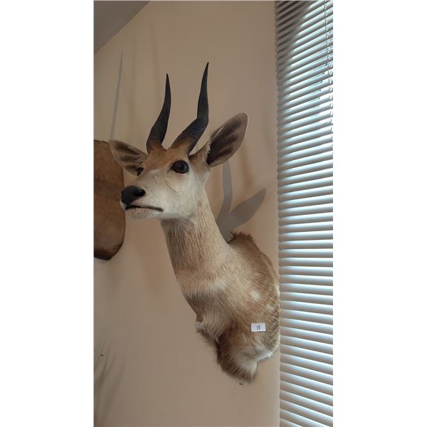 TAXIDERMY SHOULDER MOUNT OF A SPRINGBOK ANTELOPE