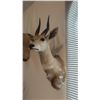 Image 1 : TAXIDERMY SHOULDER MOUNT OF A SPRINGBOK ANTELOPE