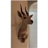Image 2 : TAXIDERMY SHOULDER MOUNT OF A SPRINGBOK ANTELOPE