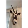 Image 1 : SOUTH AFRICAN ORYX - GEMSBOK SHOULDER MOUNT
