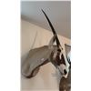 Image 2 : SOUTH AFRICAN ORYX - GEMSBOK SHOULDER MOUNT
