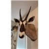Image 3 : SOUTH AFRICAN ORYX - GEMSBOK SHOULDER MOUNT