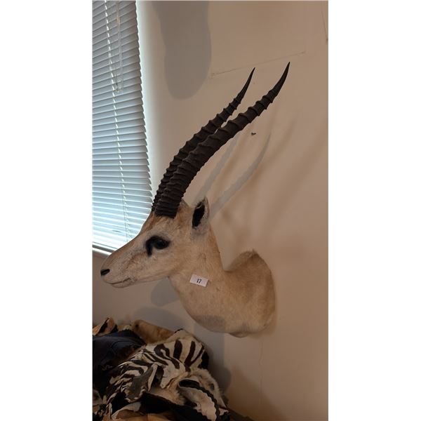 GRANT'S GAZELLE SHOULDER MOUNT