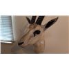 Image 2 : GRANT'S GAZELLE SHOULDER MOUNT